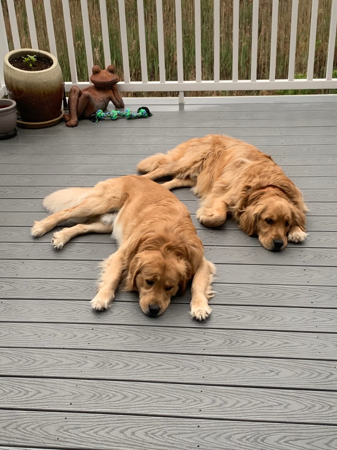 Customer photo review of Professional PLUS Pet Grooming Vacuum Kit