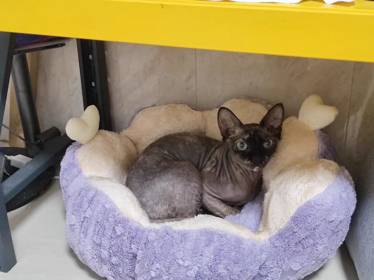 Customer photo review of Niche pour chat Lotus Flottant