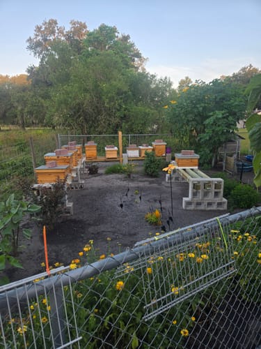 Customer photo review of BeeCastle Natural Hive 10 Frame 4 Layer Cedar Wood Beehive Kit:Elevate Your Beekeeping Journey Naturally! Includes 2 Deep Boxes and 2 Super Boxes with Premium Wooden Frames and Beeswax Plastic Foundation