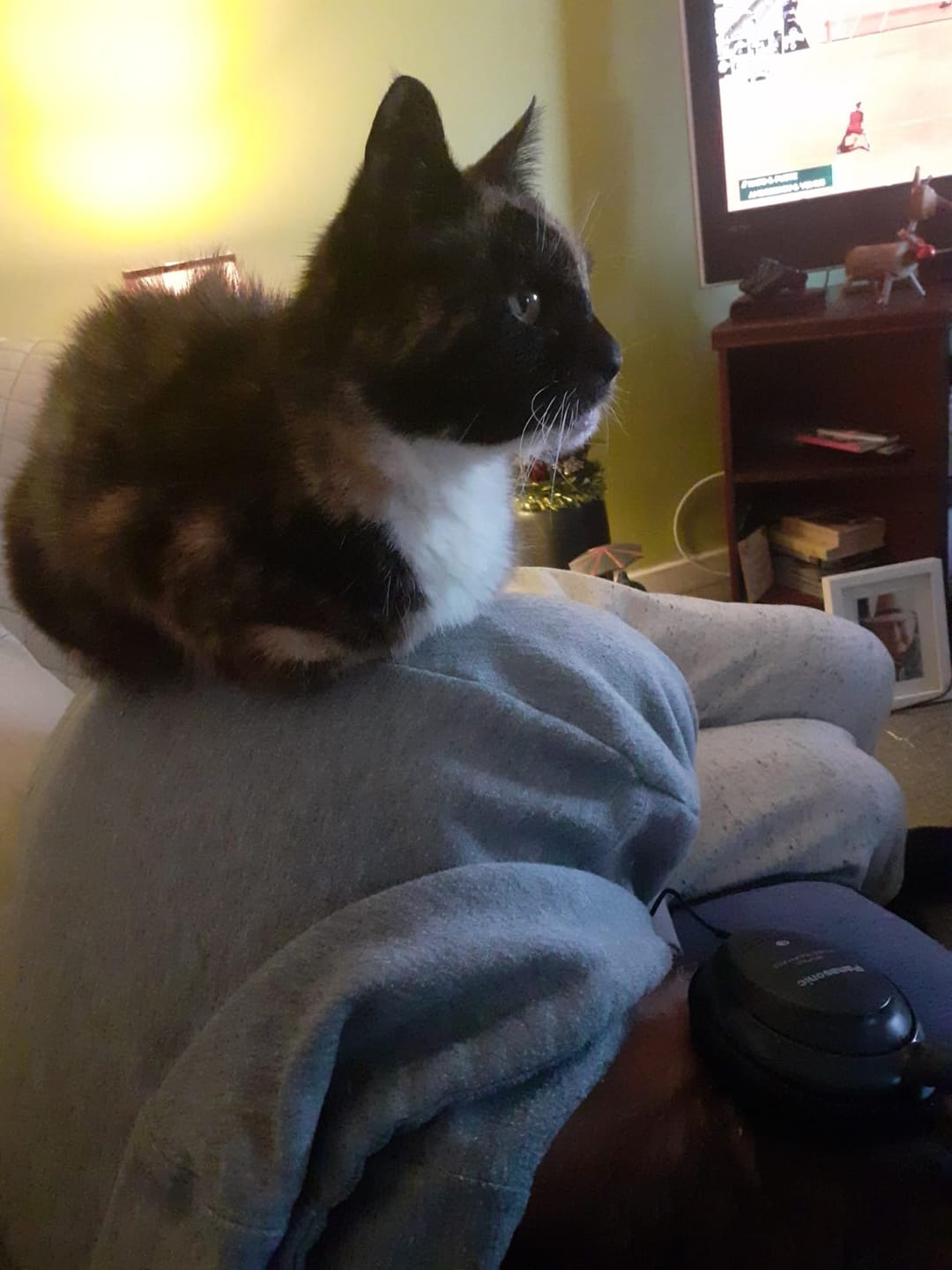 Customer photo review of No Rinse Cat Shampoo + Conditioner