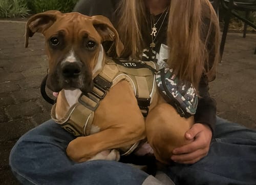 Customer photo review of NEW Upgraded Tactical No-Pull Team K9™ Dog Harness with 4 Quick-Release Metal Buckles, Reinforced Front & Back D-Rings, Hook & Loop Panels, Adjustable Straps, Reflective Strips, & Top Handle