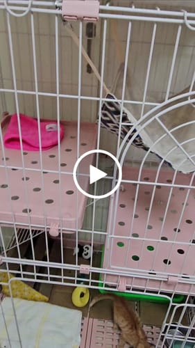 Customer video review of 掛籠式寵物飲水器 餵食器 半自動餵食器