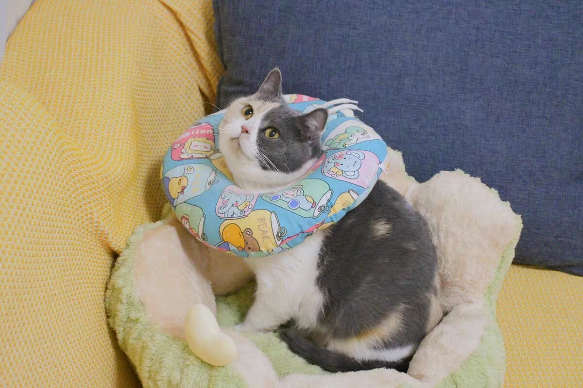 Customer photo review of Niche pour chat Lotus Flottant