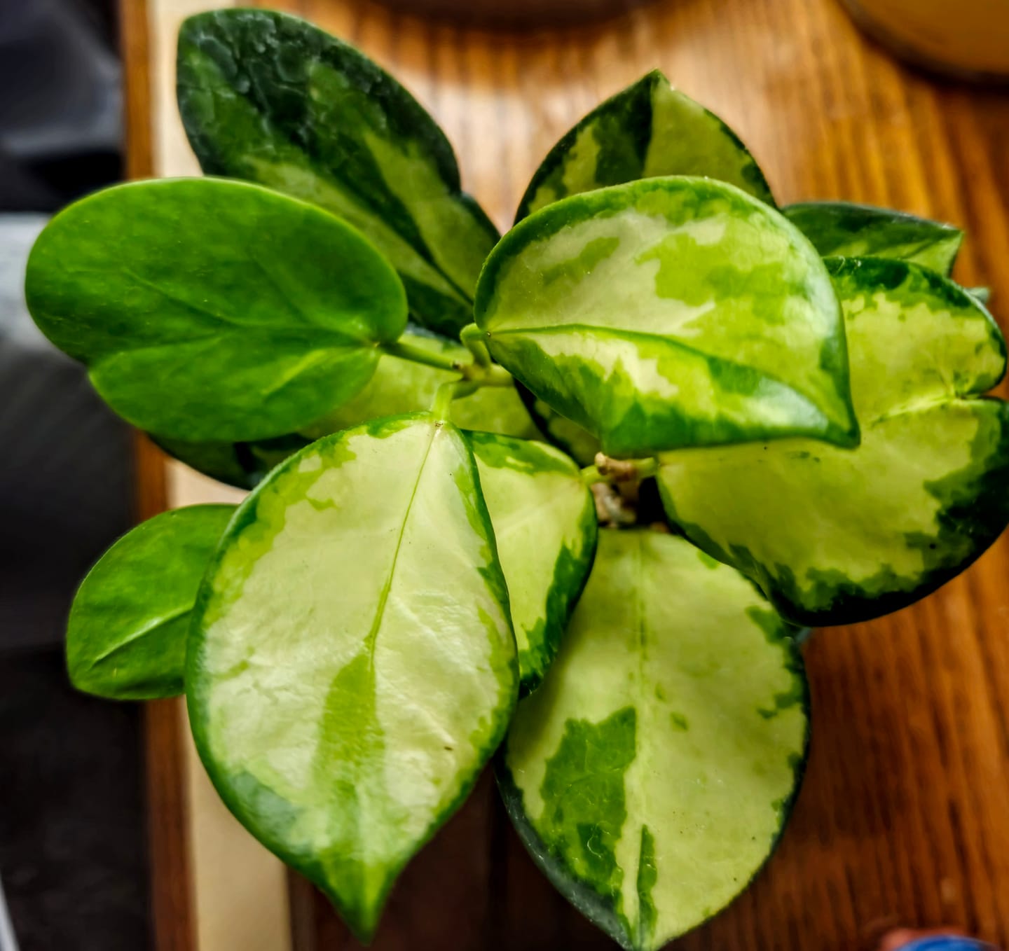 Customer photo review of Hoya australis 'Lisa'