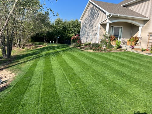 Customer photo review of GCI Turf Blue Heat Grass Seed