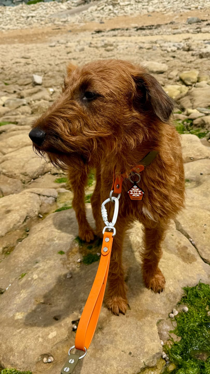 Customer photo review of The Multi QuickLead™ Duo Tone - Dog Leash