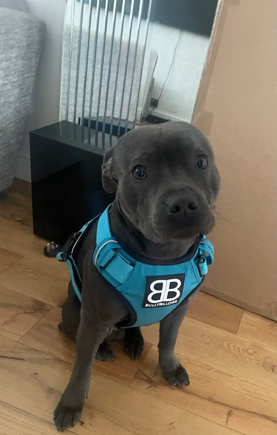 Customer photo review of Premium Comfort Harness | Non Restrictive & Adjustable - Light Blue
