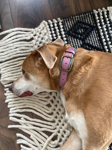 Customer photo review of Keepaws™ Leather AirTag Collar