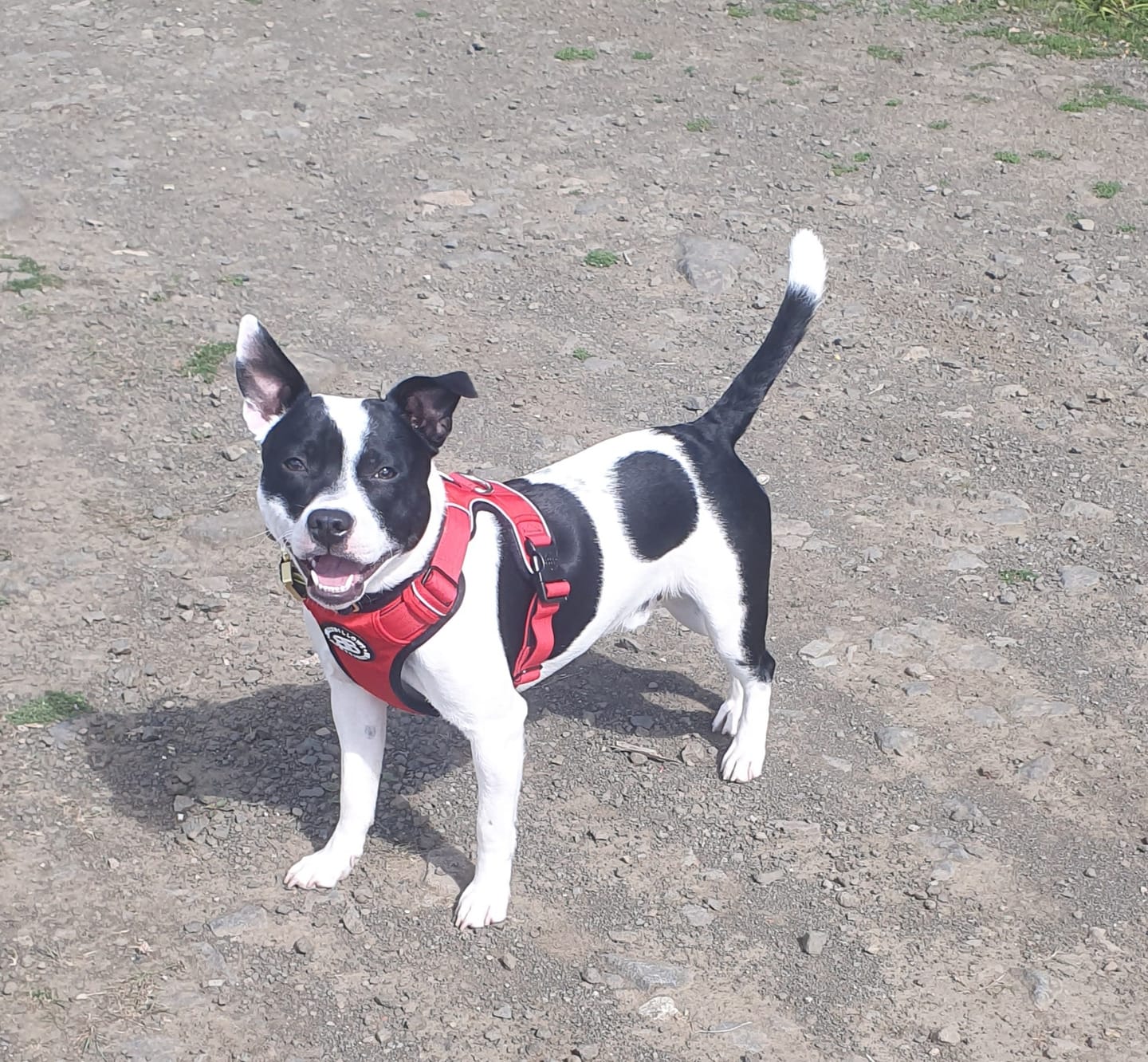 Customer photo review of Premium Comfort Harness | Non Restrictive & Adjustable - Red