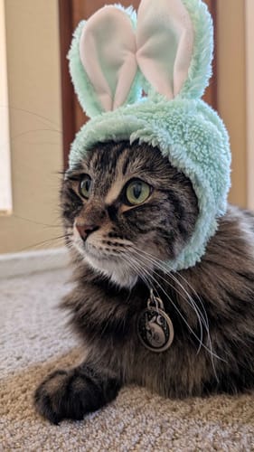 Customer photo review of Self-Cleaning Litter Box