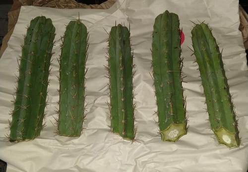 Customer photo review of Bolivian Torch Cactus | Bulk Cutting Packs | Trichocereus bridgesii