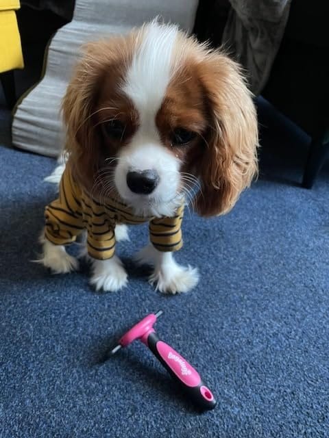 Customer photo review of Deshedding Comb