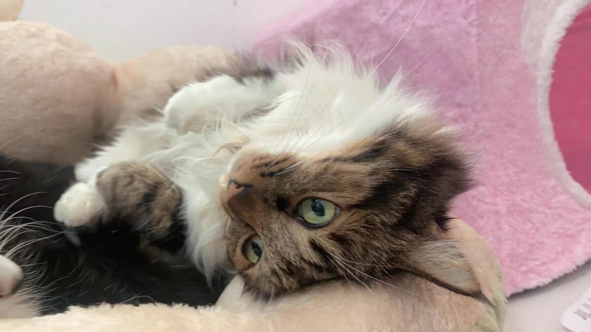 Customer photo review of Niche pour chat Lotus Flottant