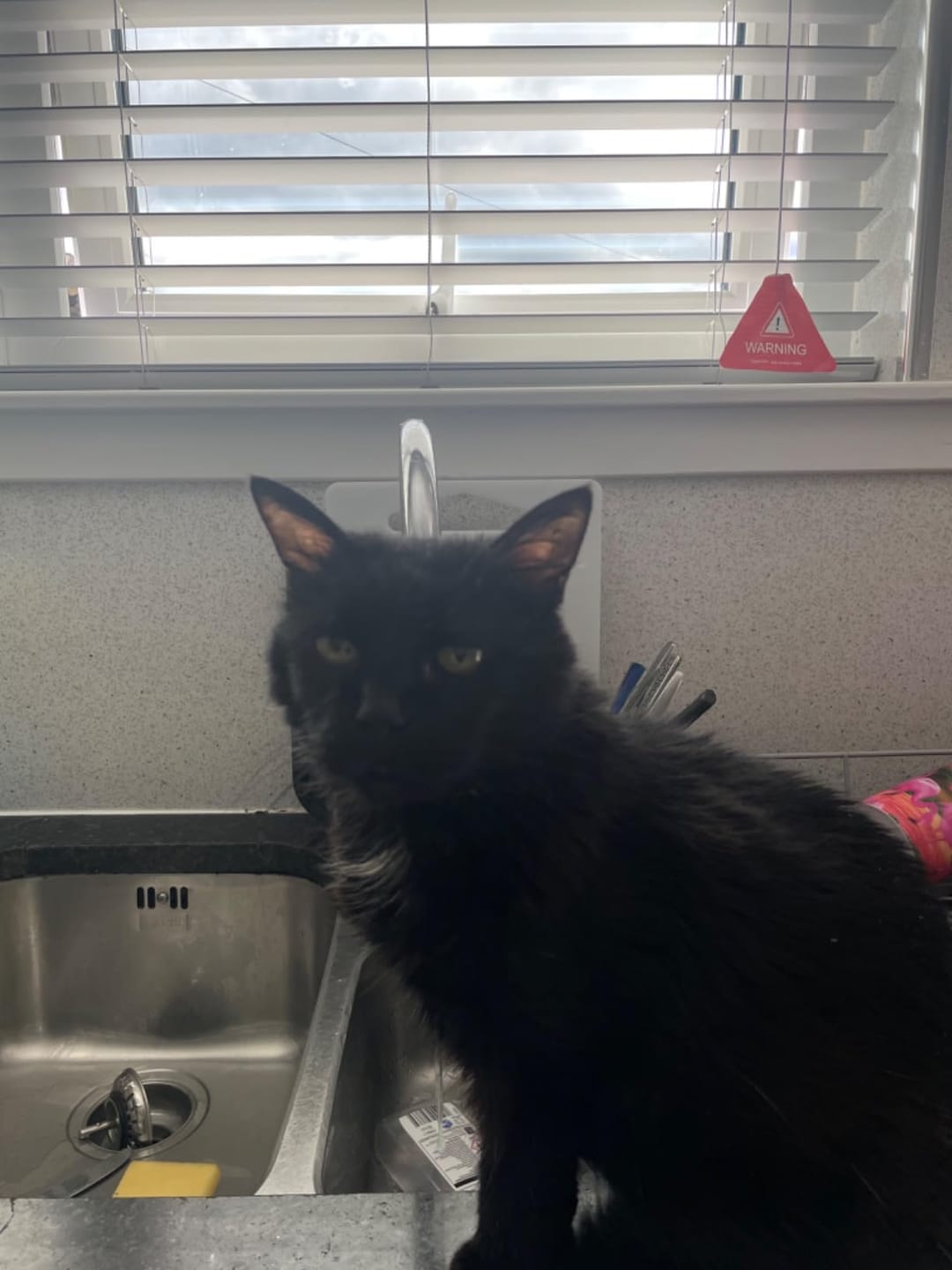 Customer photo review of No Rinse Cat Shampoo + Conditioner