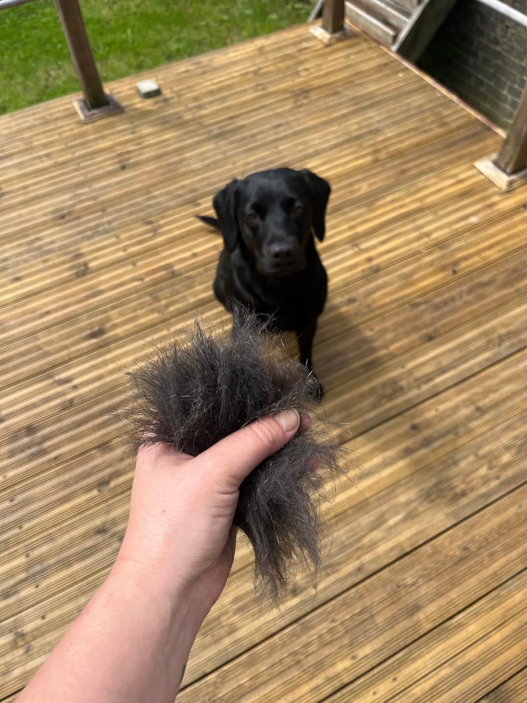 Customer photo review of Deshedding Comb