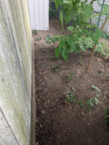 Customer photo review of English Ivy 50 Count Flat