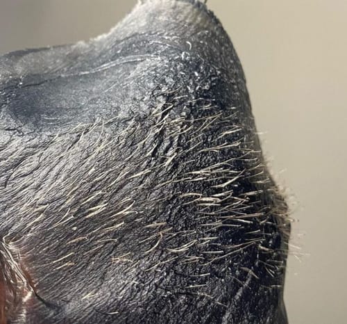 Customer photo review of Black Coral Hard Wax 1kg