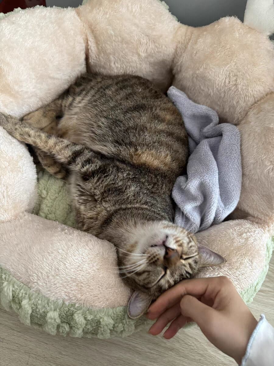 Customer photo review of Niche pour chat Lotus Flottant