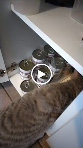 Customer video review of Canagan Cat Can - Tuna With Salmon