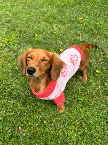 Customer photo review of Strawberry Knitted Dog Sweater
