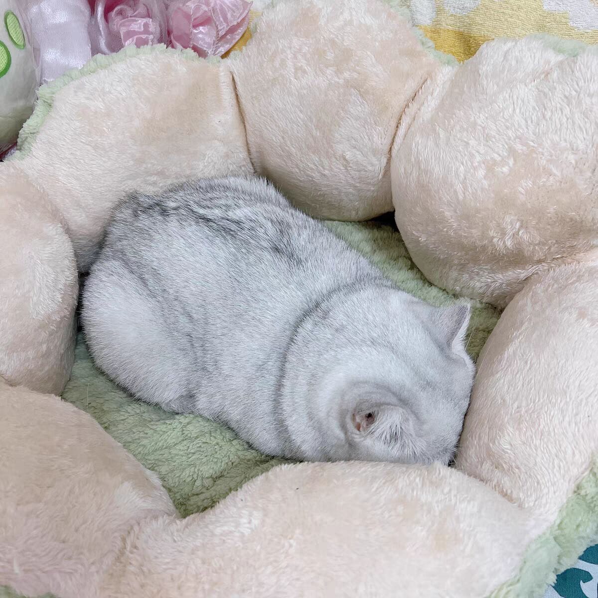 Customer photo review of Niche pour chat Lotus Flottant