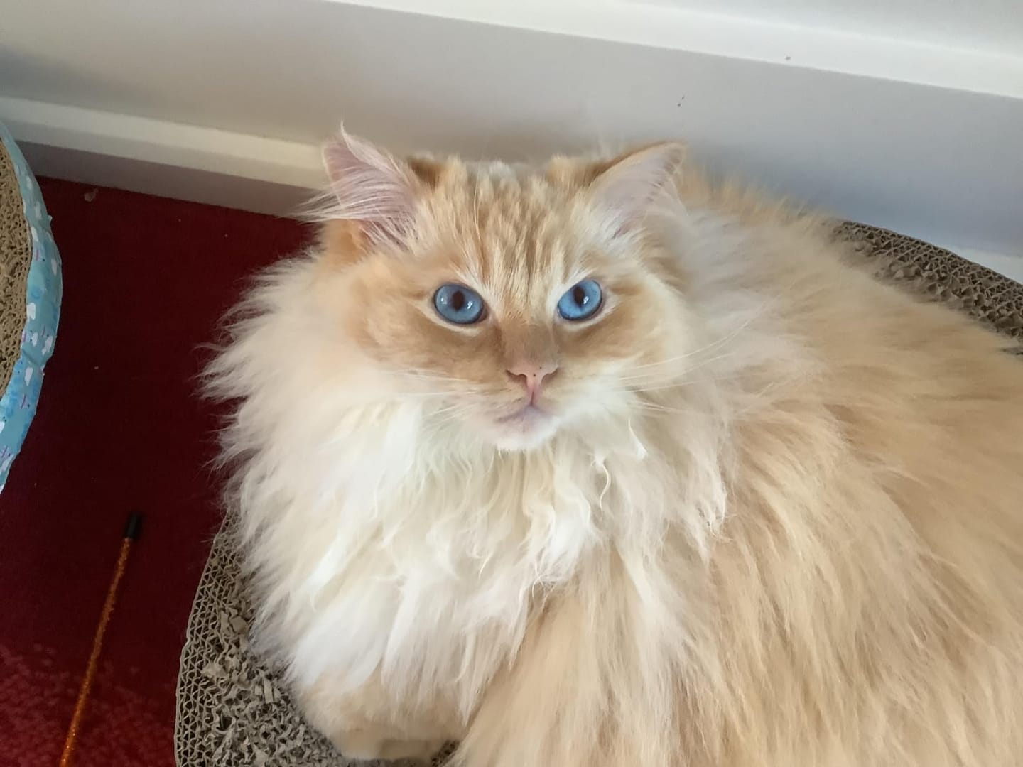 Customer photo review of No Rinse Cat Shampoo + Conditioner