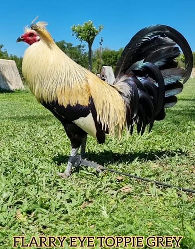 Customer photo review of B12/5,500