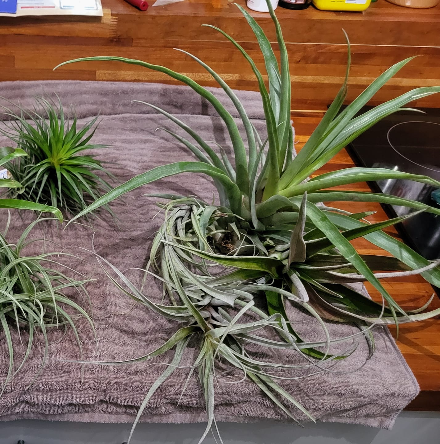 Customer photo review of Large Air Plants Mystery Box