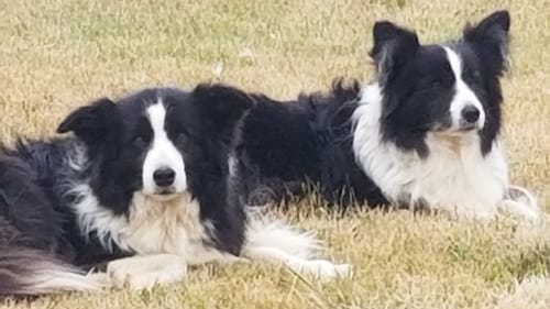 Customer photo review of Premium Aussie Beef Liver