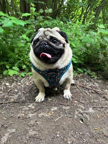 Customer photo review of Tough Trails™ Harness - Teal Leopard