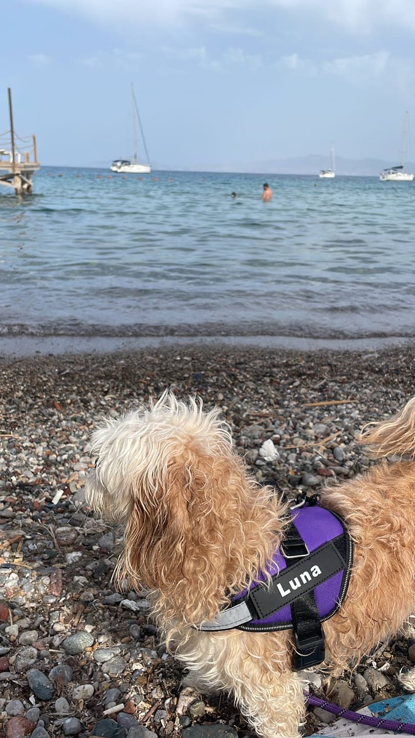 Customer photo review of MellowPurr Özelleştirilebilir No Pull Köpek Tasması