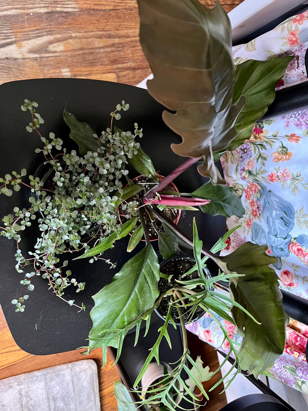 Customer photo review of Philodendron tortum