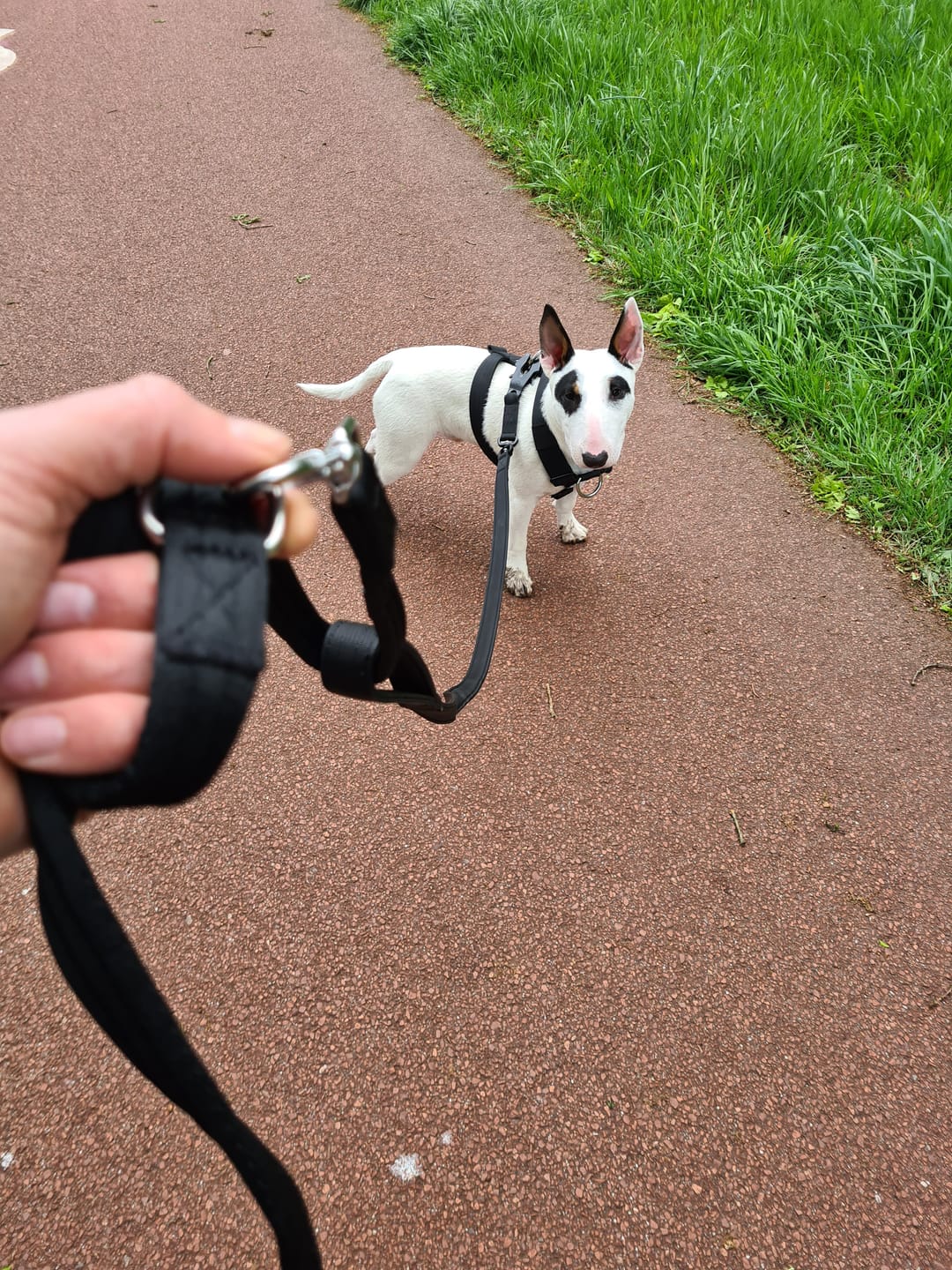 Customer photo review of Double Ended Training Leash | All Breeds - Durable & Soft 2m Leash - Black
