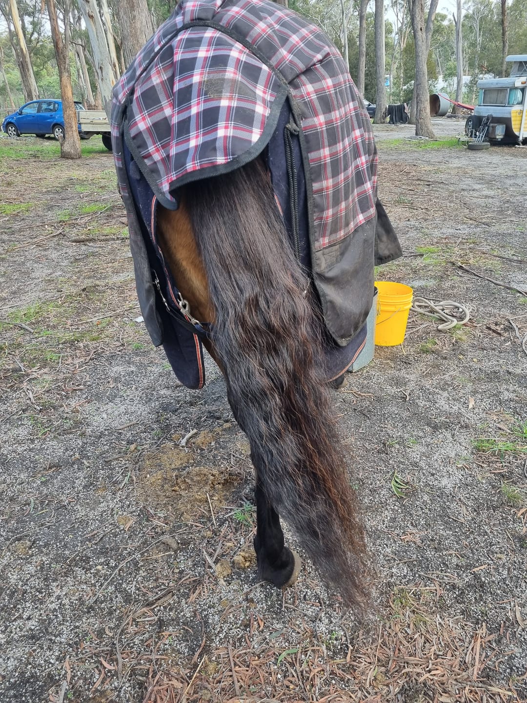 Customer photo review of Queen's Brush - Royal Mane & Tail Brush