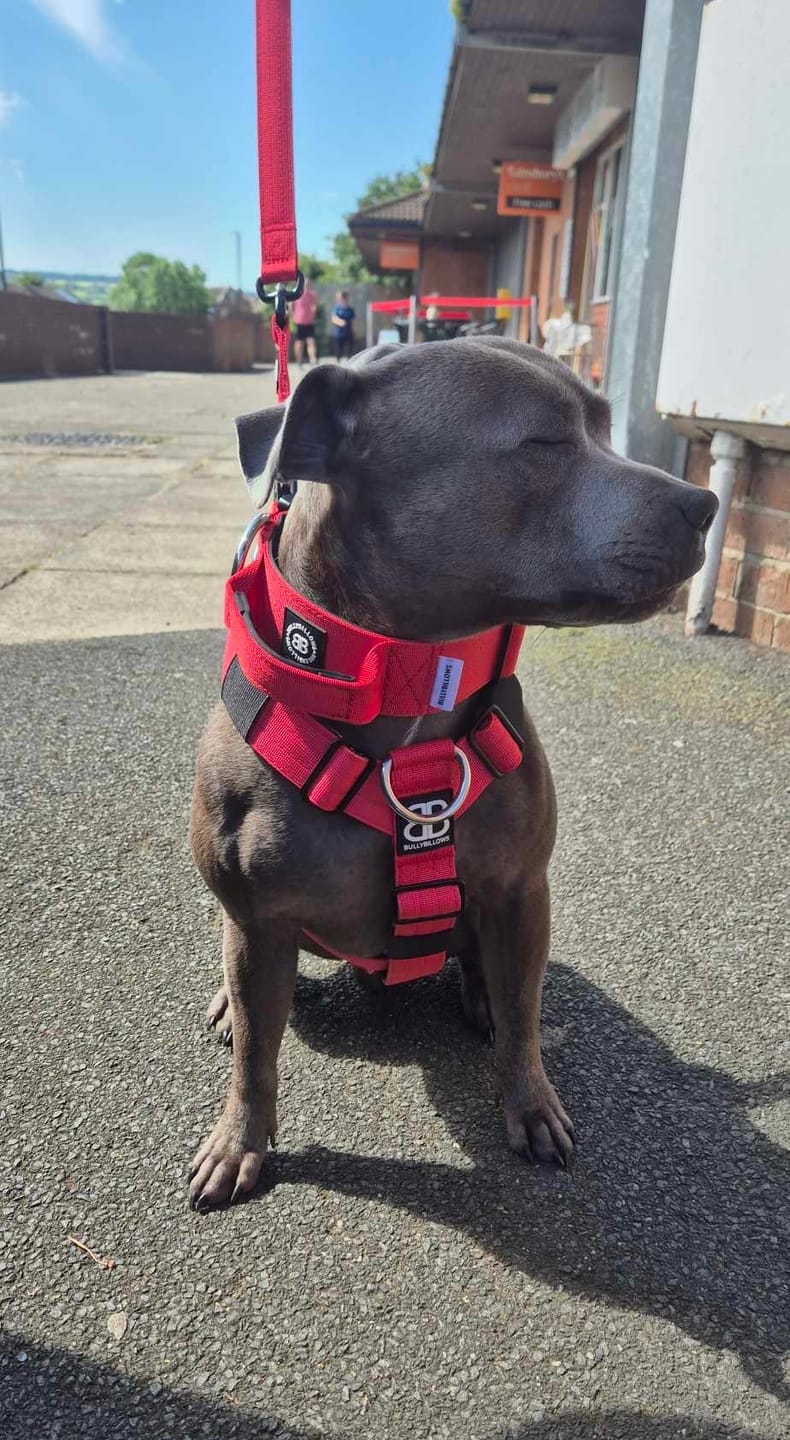 Customer photo review of 5cm Combat® Collar | With Handle & Rated Clip - Red v2.0