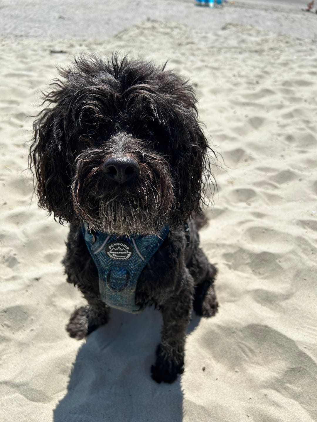 Customer photo review of Tough Trails™ Harness - Country Teal