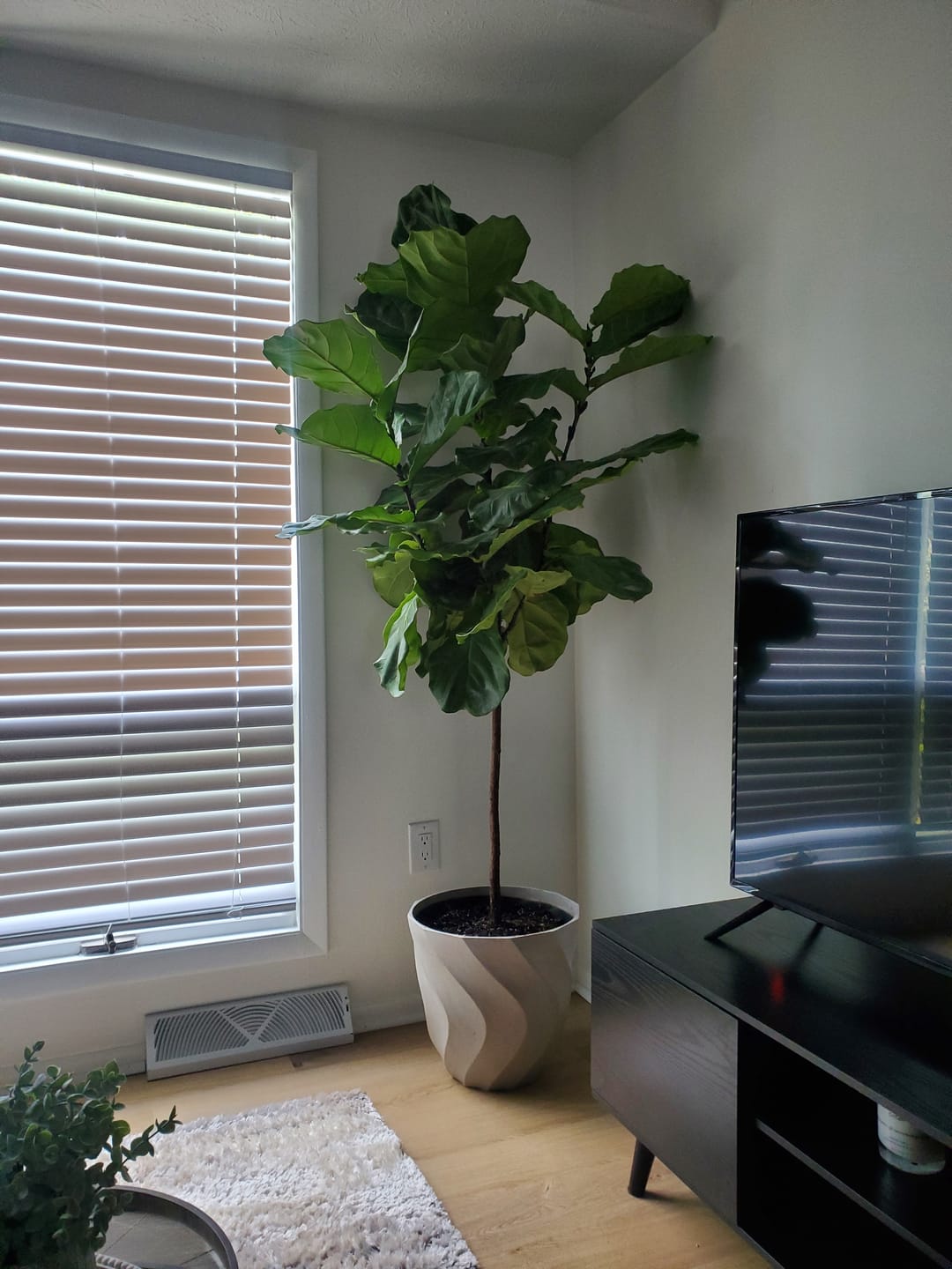 Customer photo review of Fiddle Leaf Fig (Ficus Lyrata)