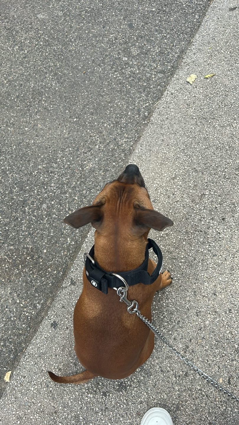 Customer photo review of 4cm Pin Buckle Collar | With Handle & Robust Hardware - Black