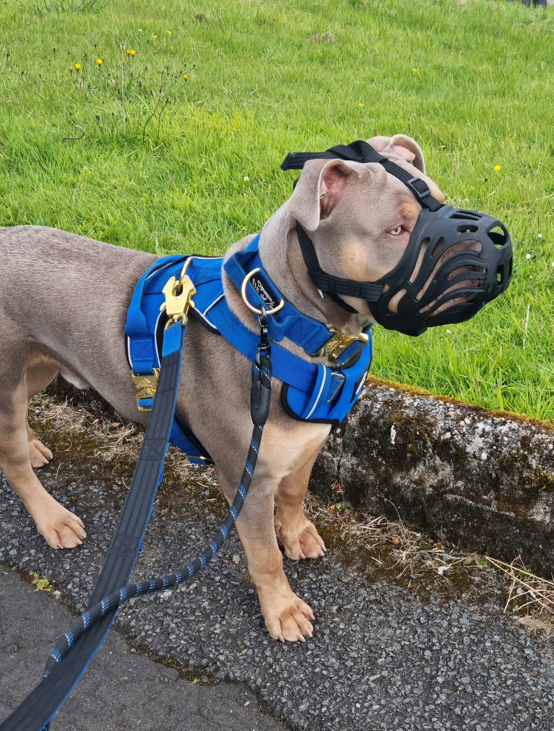 Customer photo review of Premium Comfort Harness | Non Restrictive & Adjustable - Blue v2.0