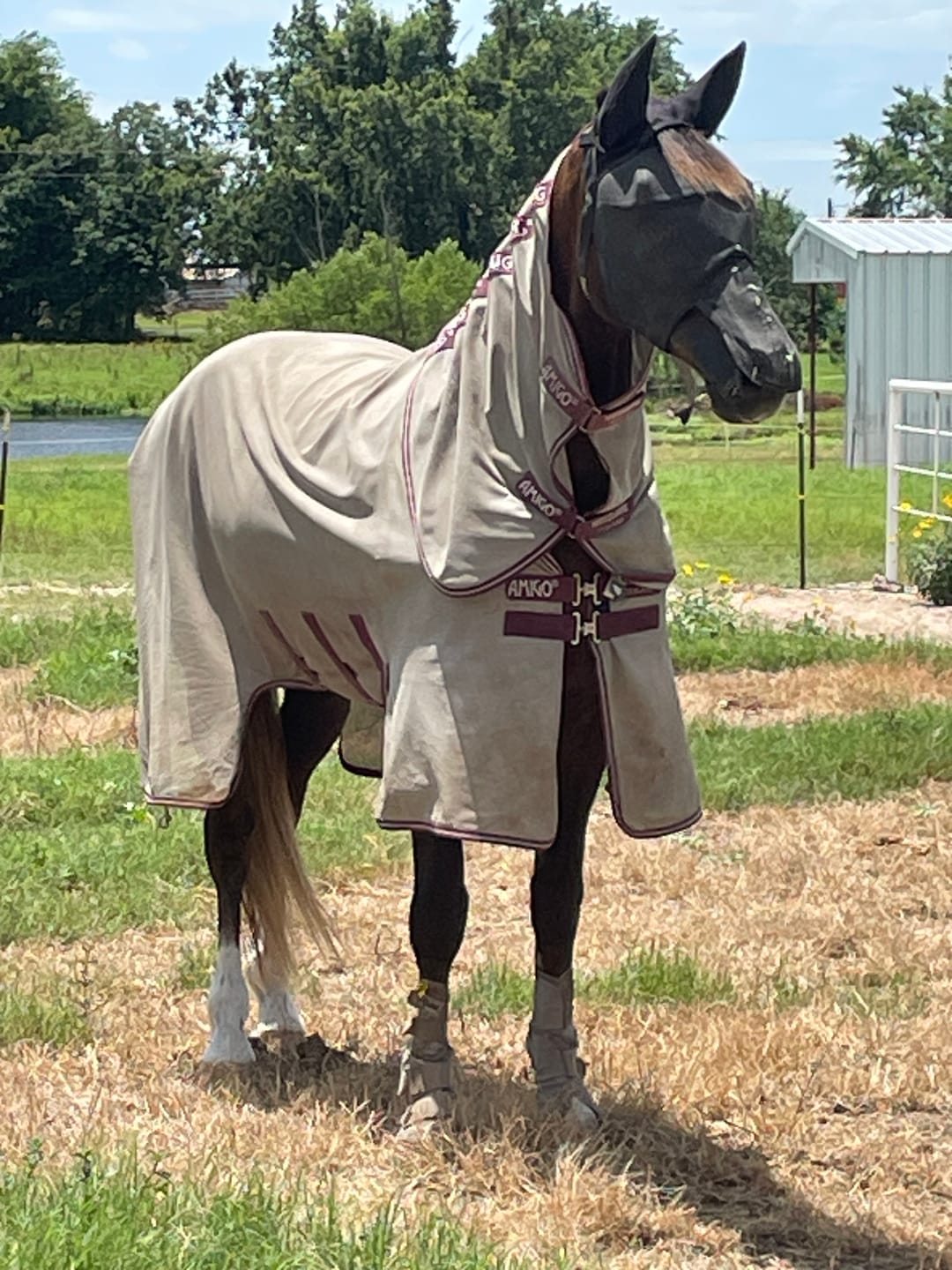 Customer photo review of EquiVizor Fly Mask - With Nose and Ear Protection