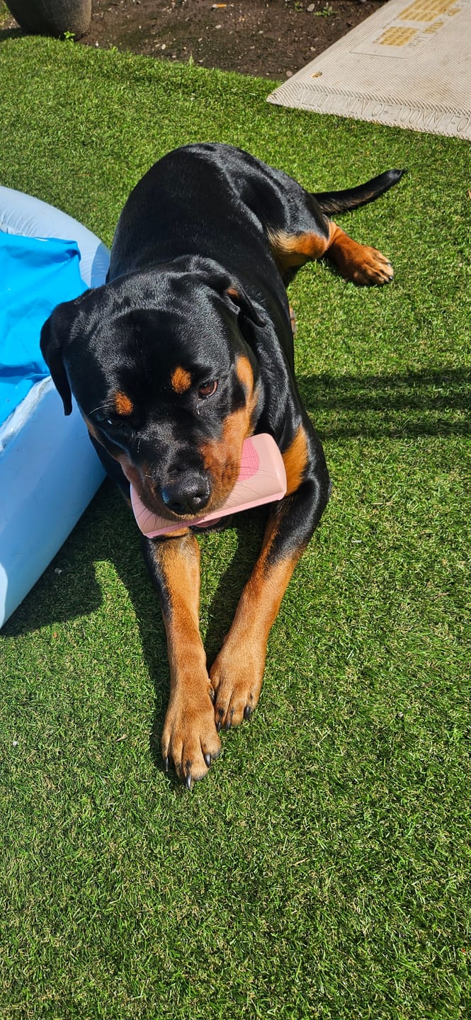 Customer photo review of BullyBillows Complete Animal Deshedding Kit - Pink