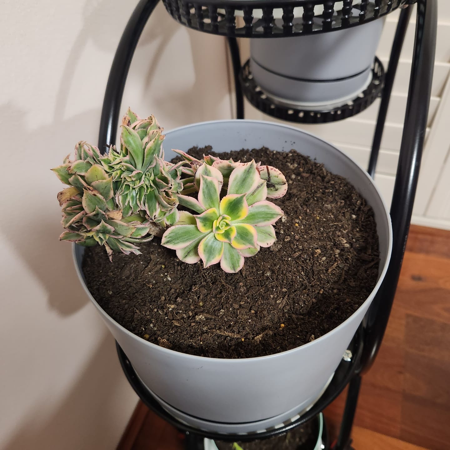 Customer photo review of Aeonium 'Sunburst Crest'