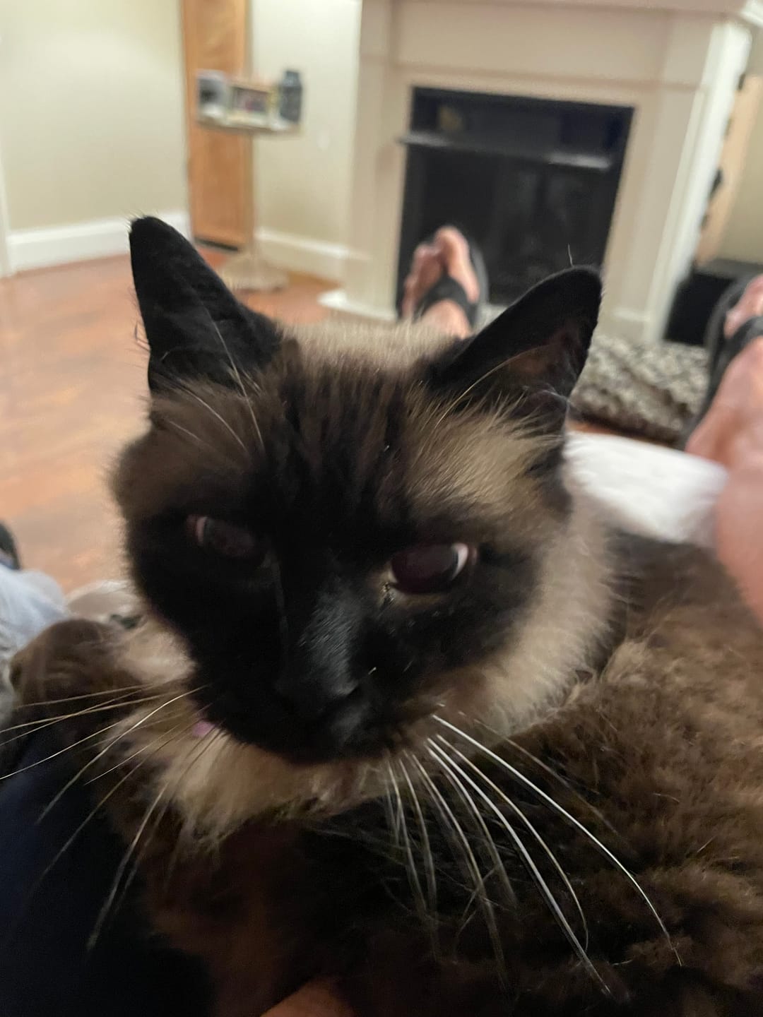 Customer photo review of Cat Hip and Joint Pain Relief - Effective Anti-inflammatory and Arthritis Pain Medicine
