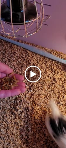 Customer video review of BSF Larven - getrocknete Soldatenfliegenlarven