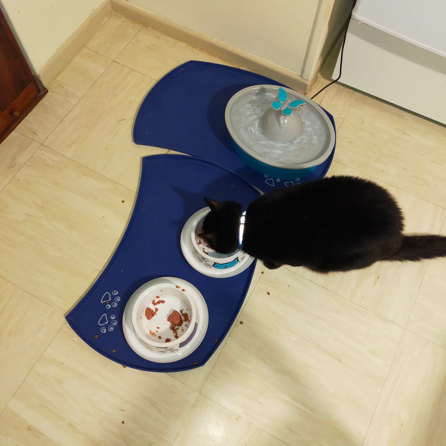 Customer photo review of Pâtées riches en saumon & aux courgettes (chat stérilisé et chat adulte)