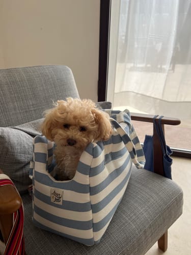 Customer photo review of Trasportino Cotone Urban Righe Larghe Azzurro