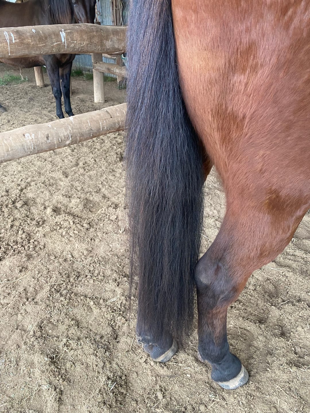 Customer photo review of Queen's Brush - Royal Mane & Tail Brush