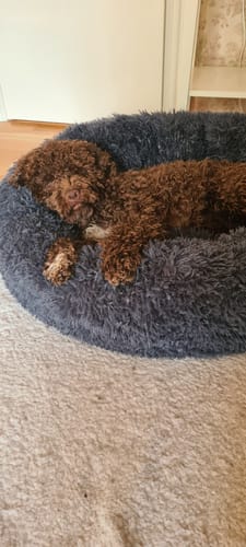 Customer photo review of CalmBed - Motverkar stress & hjälper mot ångest