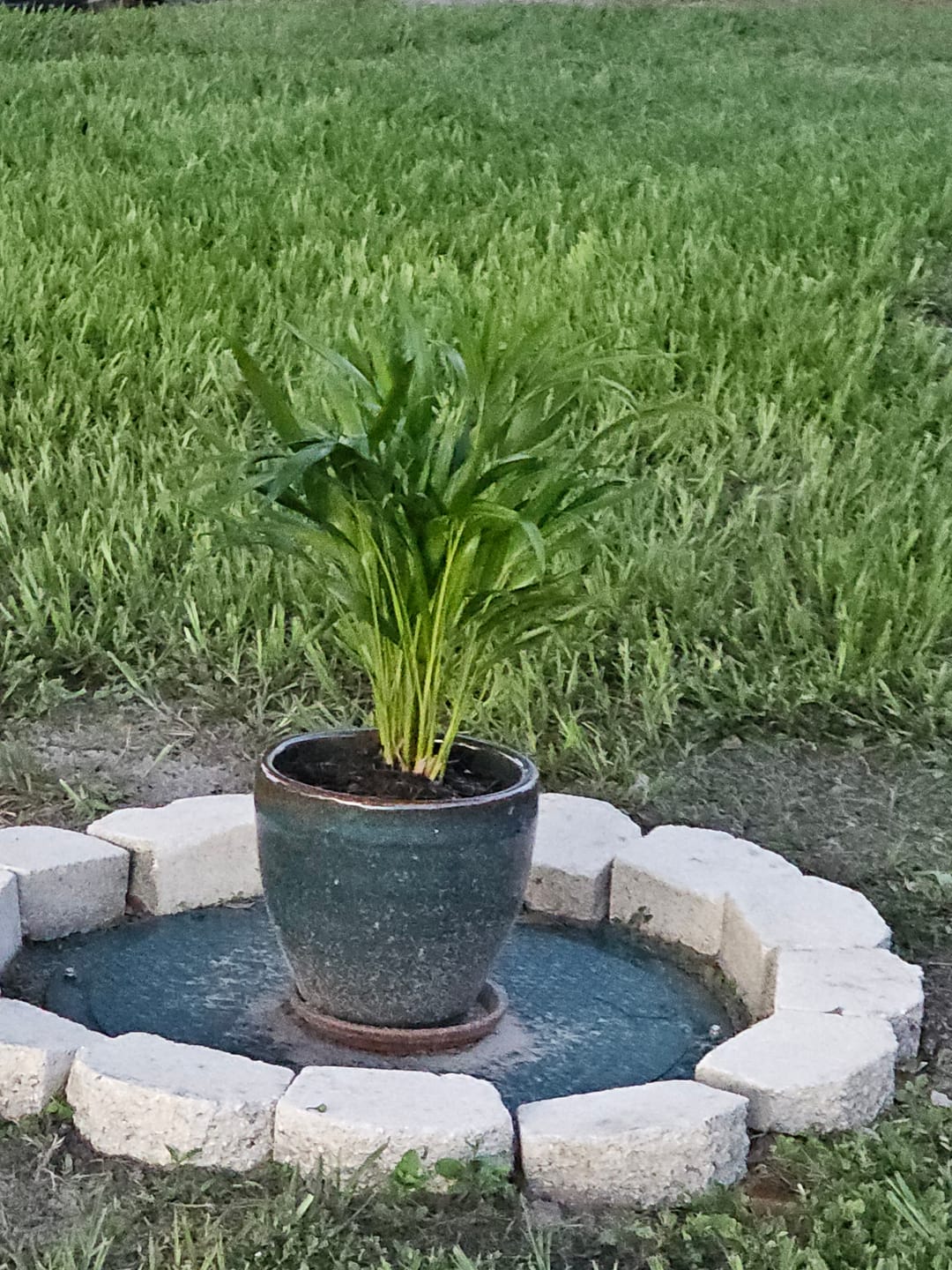Customer photo review of Areca Palm, Golden Cane, Dypsis Lutescens
