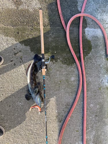 Customer photo review of 9'4" No Excuses Surf Travel Rod with Tube Medium-Heavy Action 3/4oz to 3oz